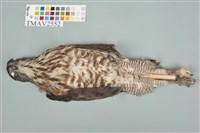 鳳頭蒼鷹藏品圖，第10張